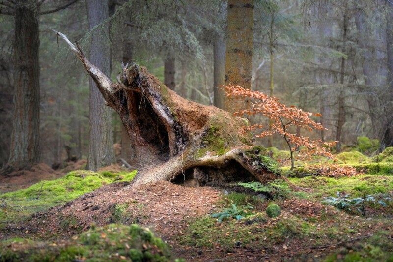 Image of Whispering Woods by Noel Fenech Photography